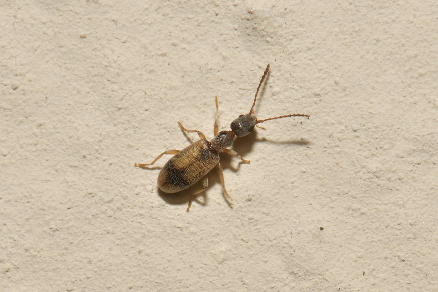 Anthicidae: Endomia unifasciata?  S